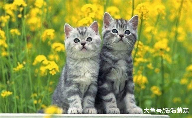 养猫有5种好处, 想养猫的不要等了, 赶紧买一只带回家