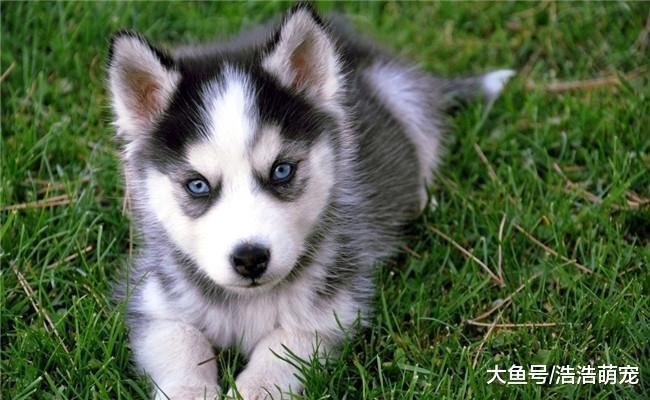 二哈往家里“运雪”, 朋友阻止不听, 一气之下把二哈埋在了雪里