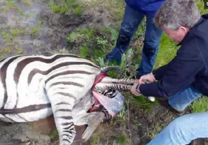 斑马身后掉着一挂东西, 游客仔细一看, 赶紧上前帮忙!