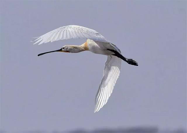 珍稀白琵鹭折翼潘阳湖, 志愿者为其哀叹, 候鸟的生命值得被保护!