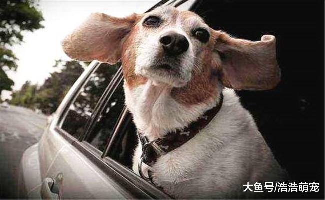 狗狗坐车时, 为啥喜欢把头伸出窗外? 原因有四个
