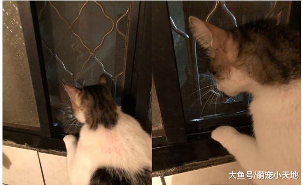 流氓猫硬钻窗闯厕所, 他阻挡失败只好乖乖招待, 结果超疑问
