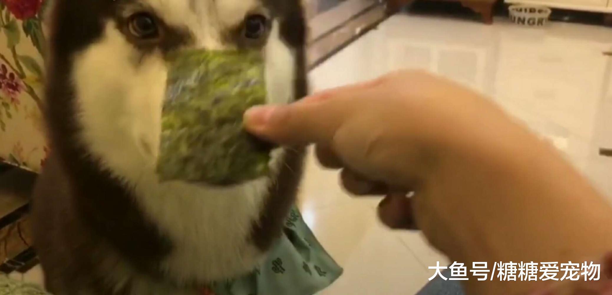 男子喂阿拉吃海苔, 结果它却这种表情, 网友: 女生涂完口红也这样