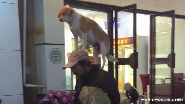马善被人骑, 人善被狗骑? 小土狗骑在流浪汉主人的头上, 好霸气