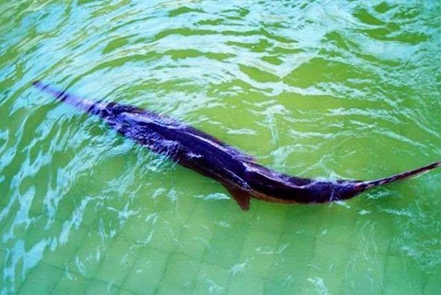 长江白鲟或许已经灭绝, 极危动物野外消失, 科学家正在努力挽回!