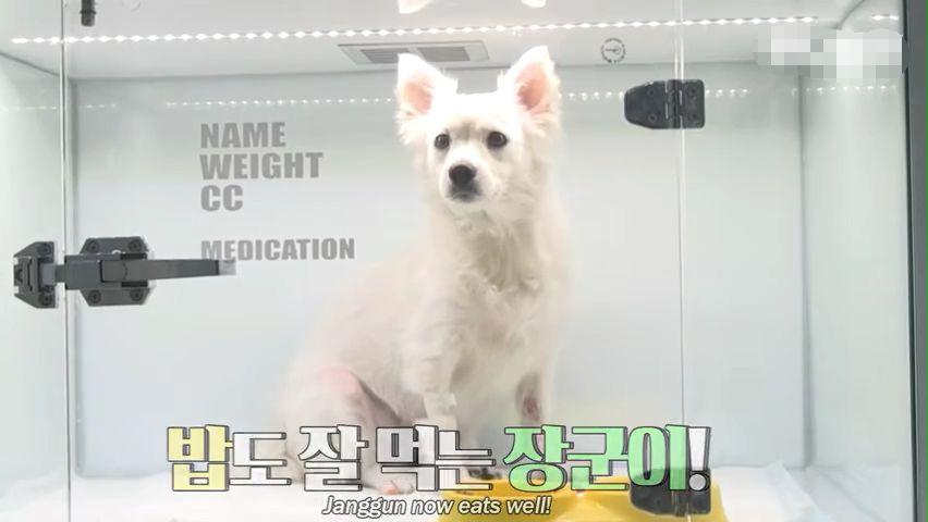 老人晕倒被送院剩忠犬露宿家门, 痴呆的他忘了一切却忘不了这记忆