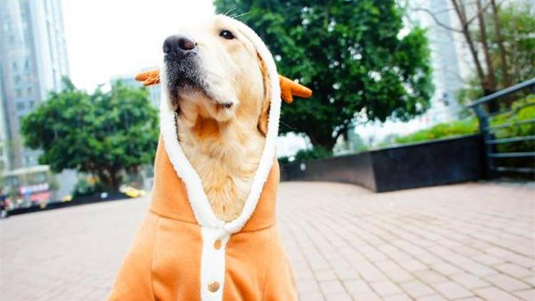 再冷都不给狗狗穿衣服, 你咋想的!