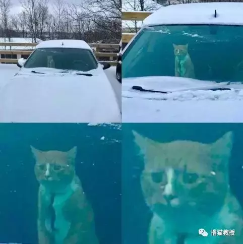 出门玩雪还是在家睡觉, 真是一个让猫无比纠结的问题