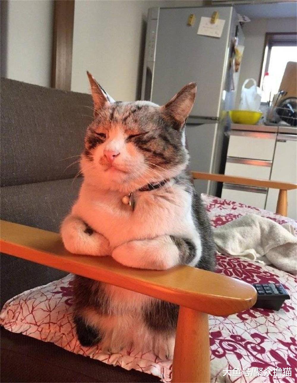 猫咪调皮玩绳子, 被主人解救后发现, 自己的猫咪居然创造了太阳