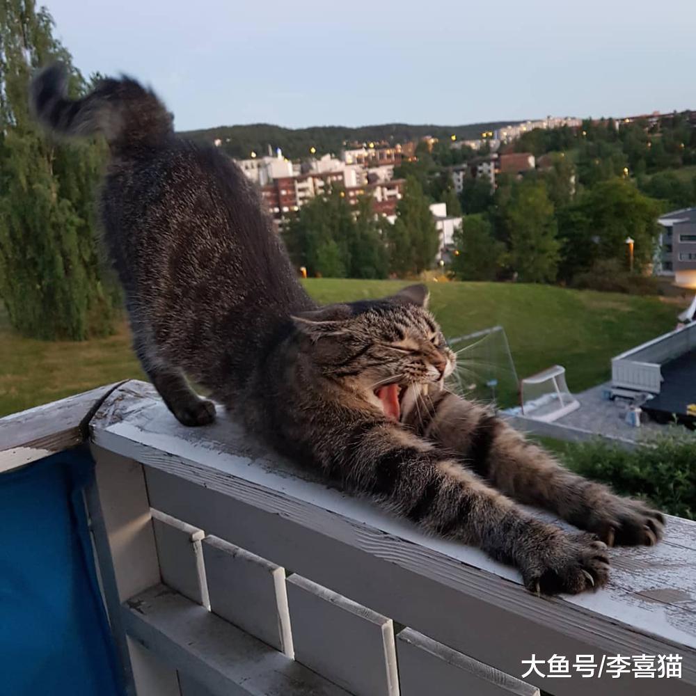 猫咪并不是真的有九条命, 养猫请务必封闭阳台或加装防护网!