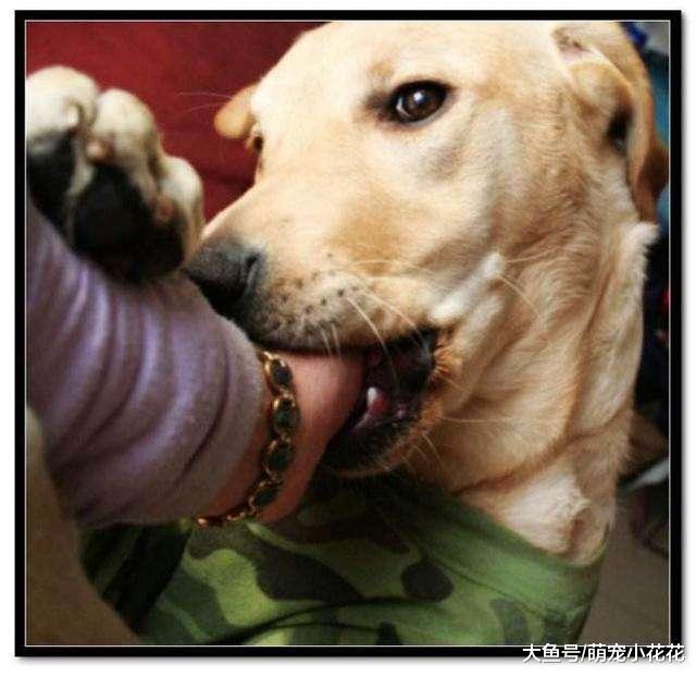 就算和拉布拉多感情再好, 这5件事也不要对它做, 咬你也不留情!