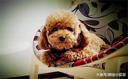 泰迪犬临终前的5个表现, 当最后一个出现, 你就再也见不到它了!