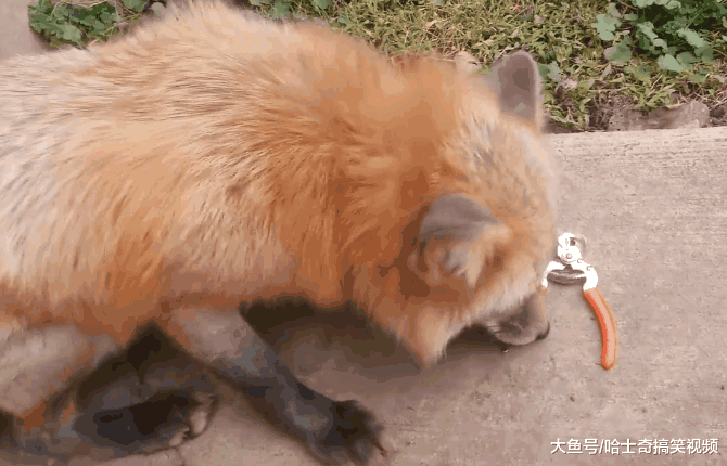 网友在狗市买了只“小狗”, 养了几个月后, 朋友却说要丢掉