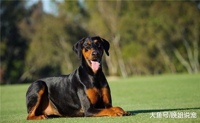 想养杜宾犬? 看完他的五个缺点后, 你还想养吗?