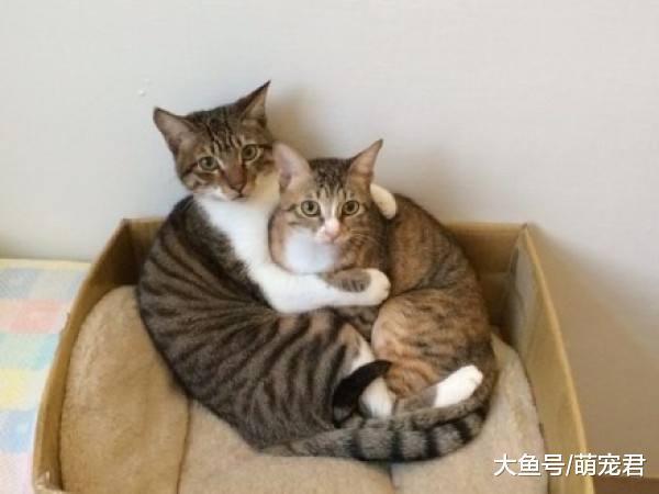 主人学猫叫想获得主子青睐, 猫咪不理不睬, 你家喵星人是这样吗?