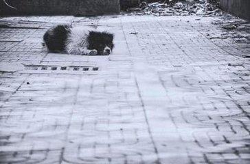 弃养等同于谋杀! 在国外, 这些重罪的行为, 在我们国家每天都在发生