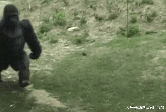 不愧是灵长类动物的首领! 银背大猩猩潇洒走“齐步”