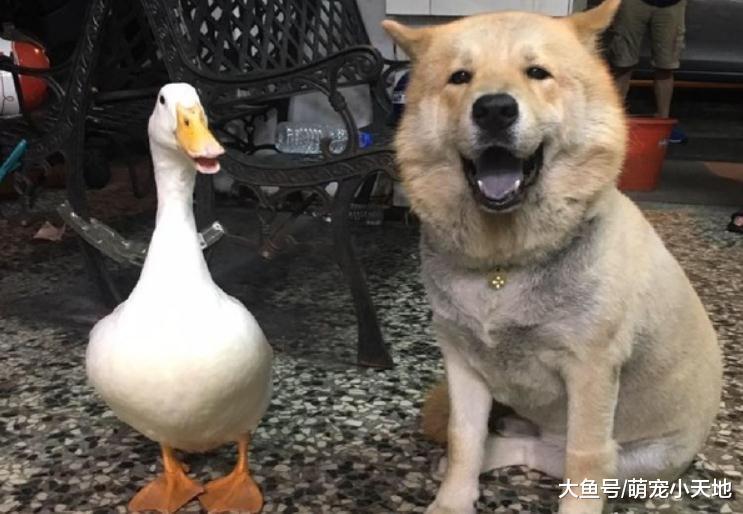 松狮犬排队等上车, 听司机一句话眼角泛泪落寞走回去