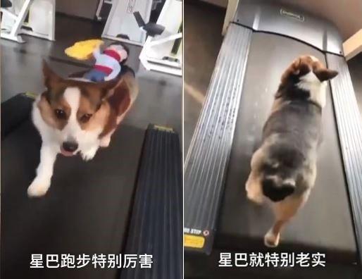 太胖被迫跑步! 柯基哥哥乖乖跑, 弟弟偷懒只动右后腿往后划