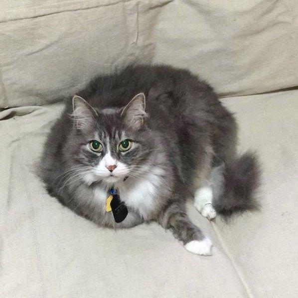 猫咪副总裁晚年失业 收容所帮忙找寻退休去处