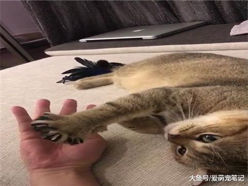 主人周末在家喝酒时, 和家里的金渐层互动划拳, 网友: 这猫好萌啊
