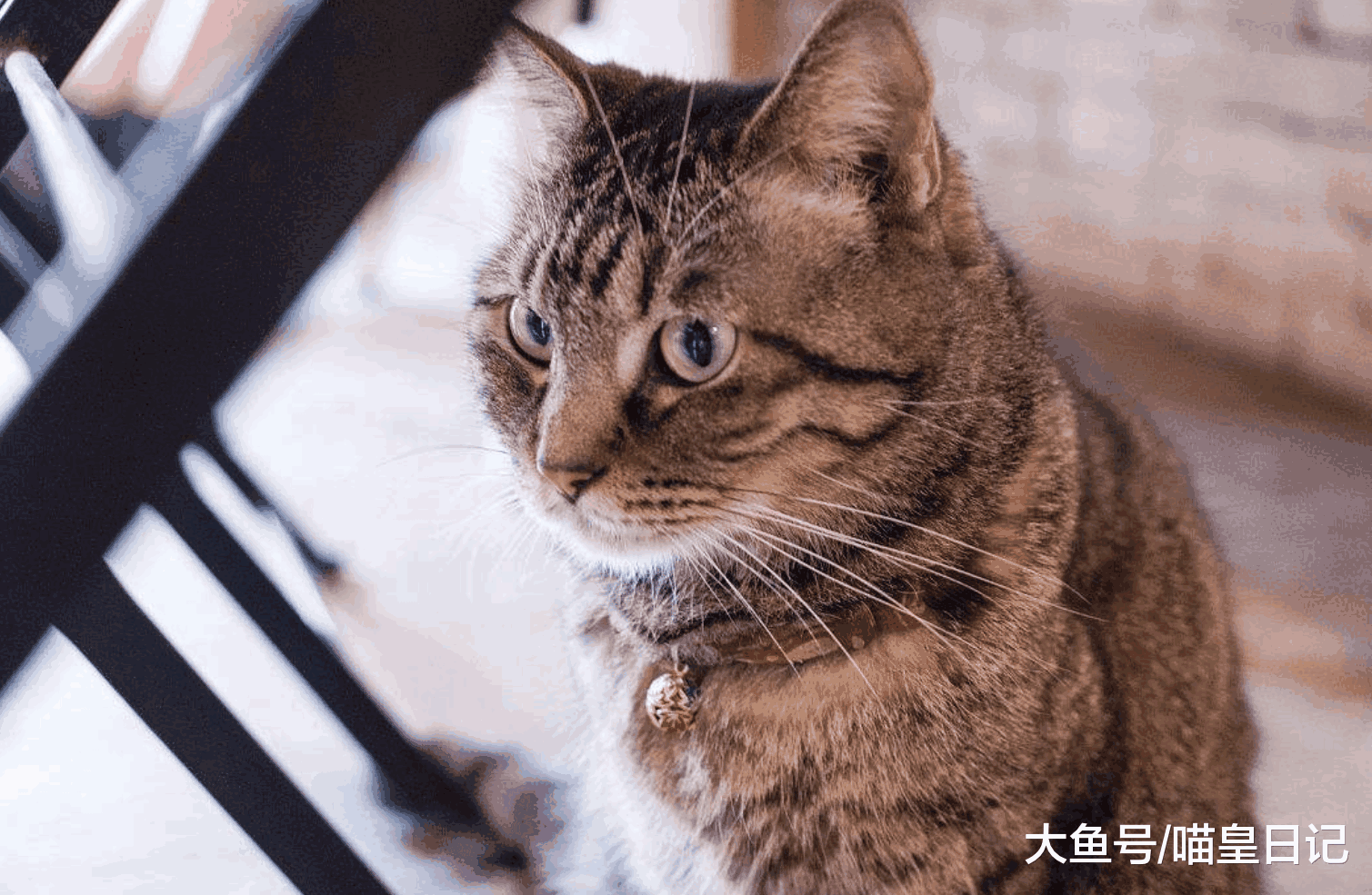 家有爱跑酷的喵星人, 夜晚如何睡一个好觉, 你可以借鉴这五点!