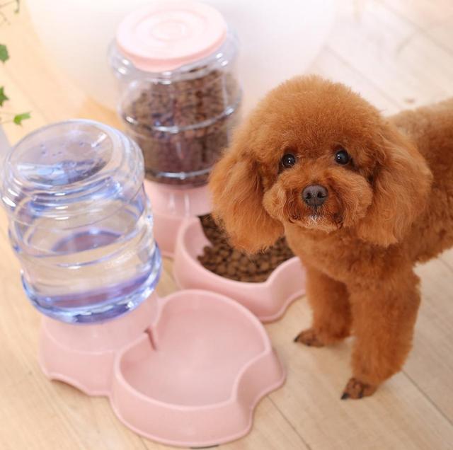给狗狗吃鸡蛋, 喂对是补品, 喂错了就是“毒品”!