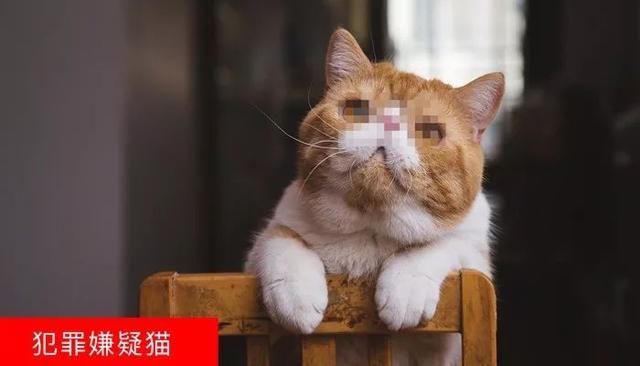 故宫加菲猫受邓伦宠溺关照, 在宫廷猫咪中脱颖而出, 受众猫羡慕!