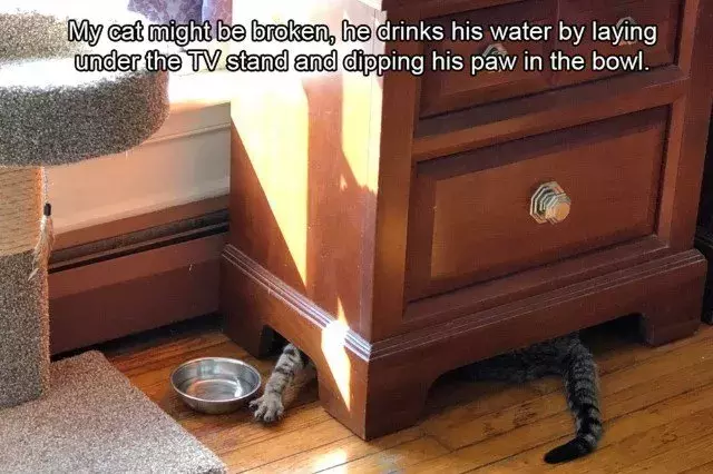 花式喝水, 我只服喵星人