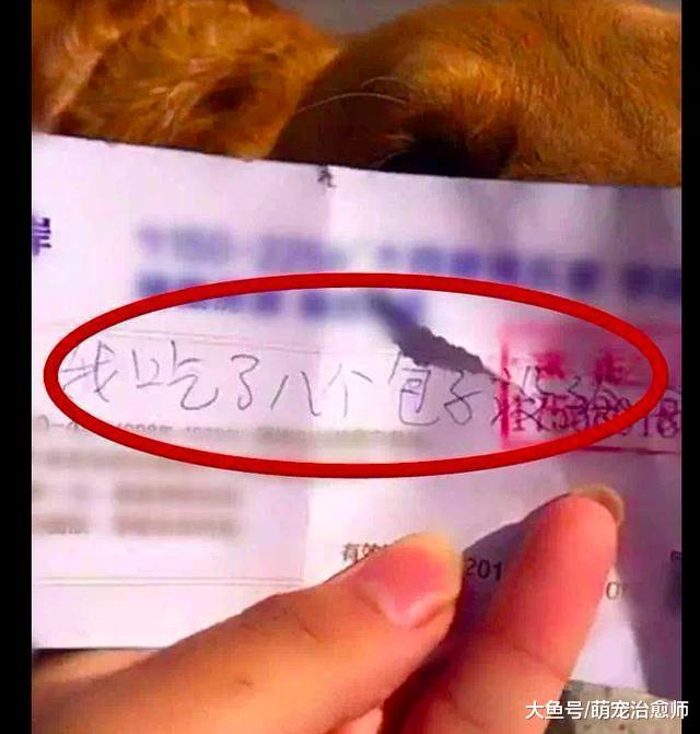 金毛偷溜去玩, 回来时身上多了一张字条: 我吃了8个包子没给钱!