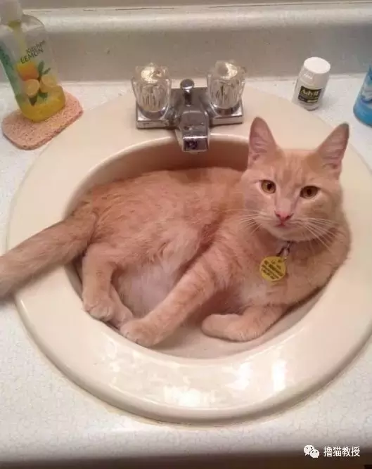 猫窝, 是对喵星人灵魂的侮辱