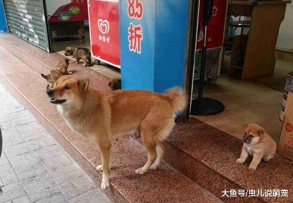 土狗“带兵”看家, 一个陌生人站在门口, 土狗: 撤兵!