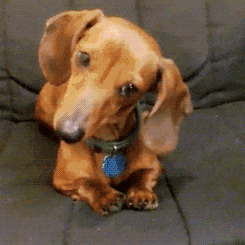 兽医提示: 狗狗有这“5个迹象”, 说明要驱虫了, 刻不容缓!