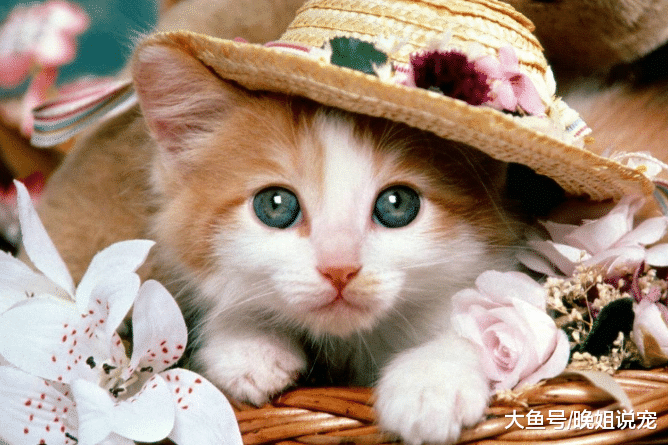 天冷了用猫咪来暖手? 别再错下去了, 猫咪也是很怕冷的