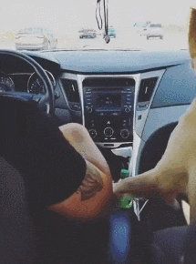 相处久了才发现, 原来狗才是“地表最强小三”!