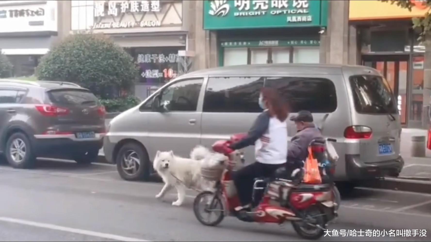 中国版的忠犬八公, 狗狗帮老人拉轮椅的时候, 还知道提醒路人避让