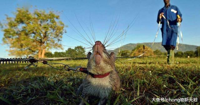 世界上最大的老鼠, 受当地人尊重被誉为英雄鼠, 每年拯救千条生命