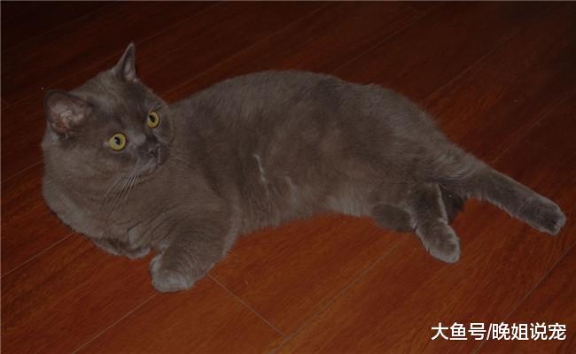 最听话的5种猫咪, 狸花猫在内, 第一个一般人买不起