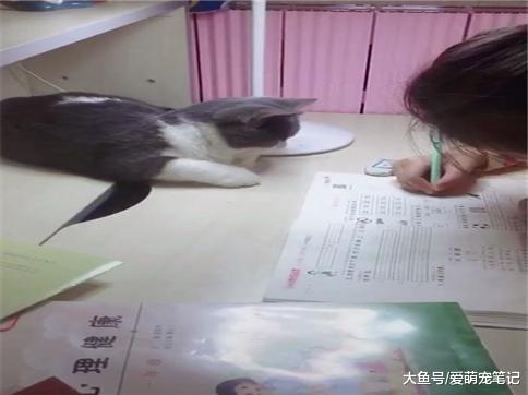 英短猫每天陪伴小主人写作业, 从来不捣乱, 网友: 全网最认真的喵