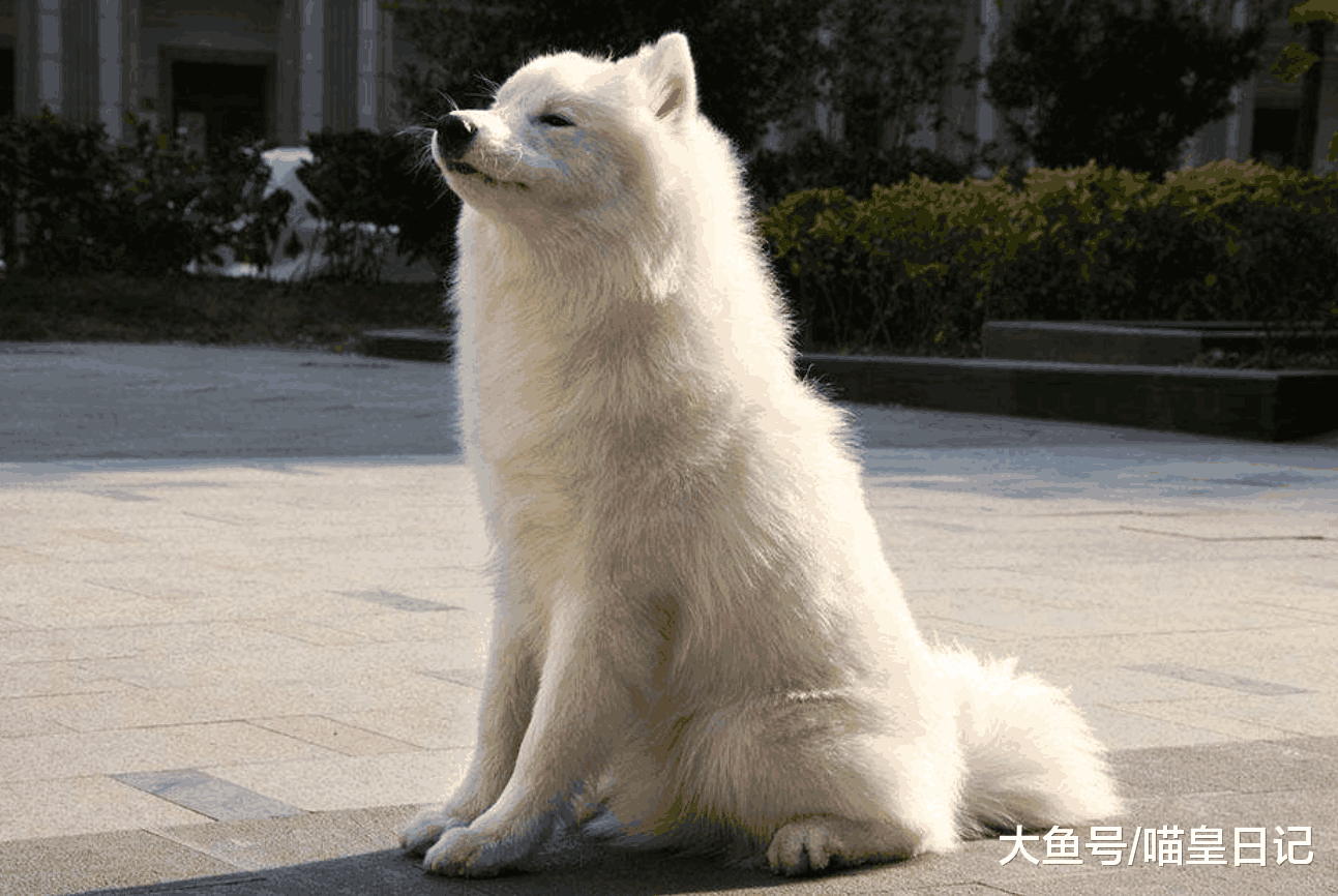 为什么那么多人爱养大型犬? 主人: 喜欢还需要其他理由吗!
