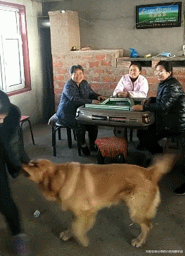 邻居家的狗不让女主人打麻将, 拖着往家走, 这是怕把狗粮输光了? ?