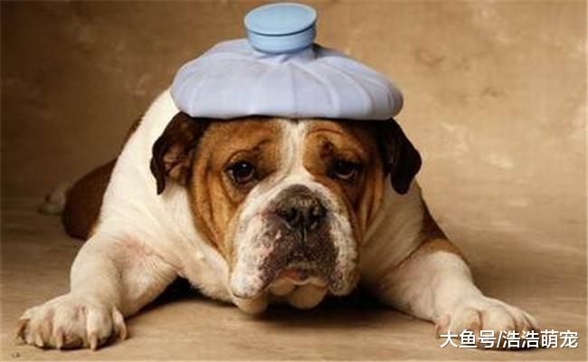 第一次养狗需要注意什么? 有四个方面需要了解, 都是基础知识