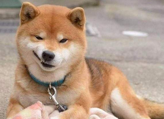 主人把狗拴在椅子上, 刚一站起来狗狗带着椅子就跑了, 下一秒......