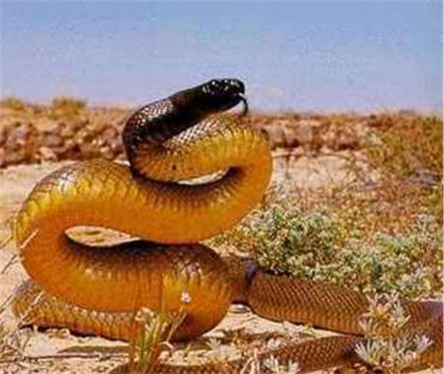 盘点全球9种“烈性”毒蛇, 澳大利亚人真“惨”, 一半以上澳洲都有