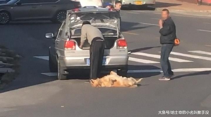 还以为金毛被车撞了, 谁知道这家伙只是不想回家耍赖呢, 调皮!