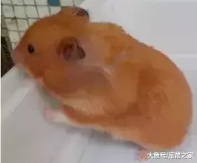 一文带你走进仓鼠世界: 仓鼠种类之叙利亚仓鼠(上)