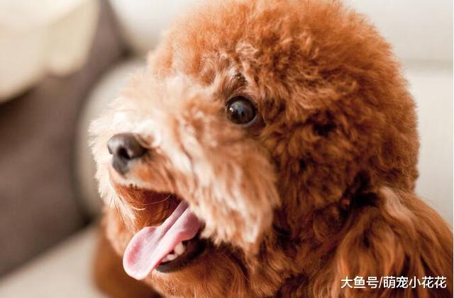 养狗的注意了, 劝你不要经常打它, 不然它会“恨死”你!