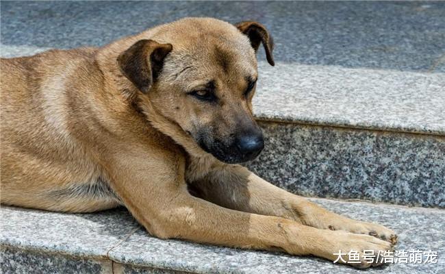 家里有孩子适合喂养下面5种狗, 金毛在内, 第五个价格低, 好养活
