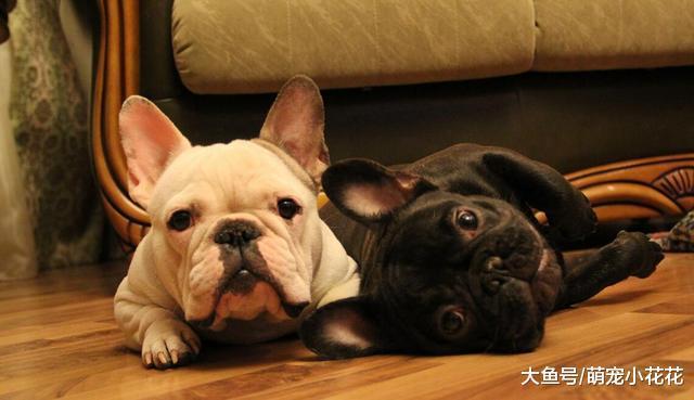 如何区分法国斗牛犬与波士顿梗, 很简单看这5点就行!