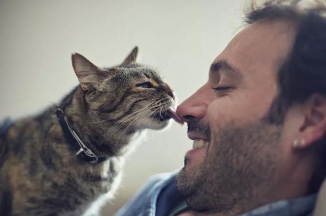 这是真的吗? 猫咪舔你是因为发春了?